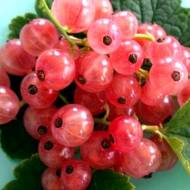 Саджанець Порічка Чудова в контейнері